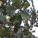 Quercus pubescens पत्ता