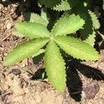 Potentilla thurberi ഇല