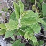 Lepidaploa arborescens Leaf