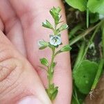 Veronica serpyllifolia Fiore