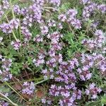 Thymus serpyllum Flower