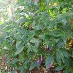 Strobilanthes hamiltoniana List