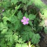 Geranium purpureumFlor