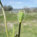 Papaver hybridum Fruit