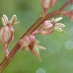 Neottia cordata Fruit