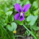 Viola sororia Blodyn