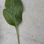 Pulmonaria affinis Likasa
