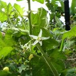 Solanum viarum Flower