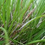 Carex humilis Plante entière
