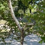 Betula populifolia Bark