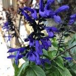Salvia guaranitica Kukka