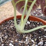 Alocasia reginula बार्क (छाल)