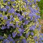 Ceanothus arboreus Кветка