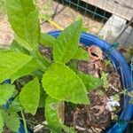 Gynura procumbens Folha