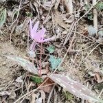 Erythronium dens-canisFlower