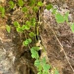 Drymaria cordata Leaf