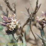 Aeluropus littoralis Fruit