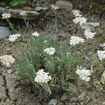 Achillea clavennae Habit