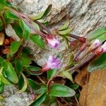 Epilobium anagallidifolium Цвят