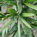 Podocarpus neriifolius Листок