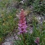 Gymnadenia conopsea Flower