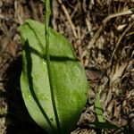 Ophioglossum vulgatum Leaf