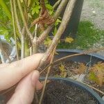 Hydrangea paniculata Bark