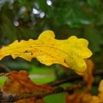 Quercus × rosacea Blad