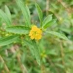 Heimia salicifolia Blomma