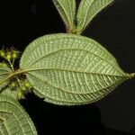 Miconia crenata Leaf