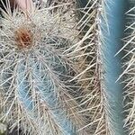 Pilosocereus machrisii Leaf