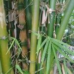 Bambusa vulgaris Levél