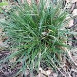 Carex sylvatica Blatt