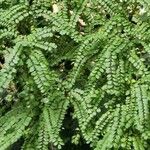 Sophora microphylla Hoja