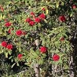Rhododendron arboreum Habitus