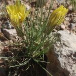Scorzonera angustifolia Kwiat