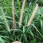 Cenchrus pedicellatus Habit