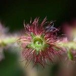 Miconia longicoma Floare