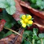 Potentilla indica Flower