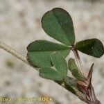 Trifolium saxatile Ліст