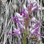 Orchis militarisFlower