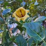 Solandra maxima Blüte