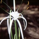 Hymenocallis speciosa Floro