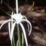 Hymenocallis speciosa Flor