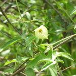 Dalechampia scandens অভ্যাস