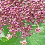 Viburnum sargentii Flower