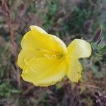 Oenothera stricta Blüte