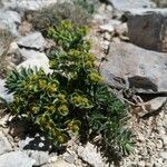 Euphorbia seguieriana Lorea