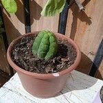 Trichocereus macrogonus Bark