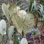 Guioa glauca Hoja